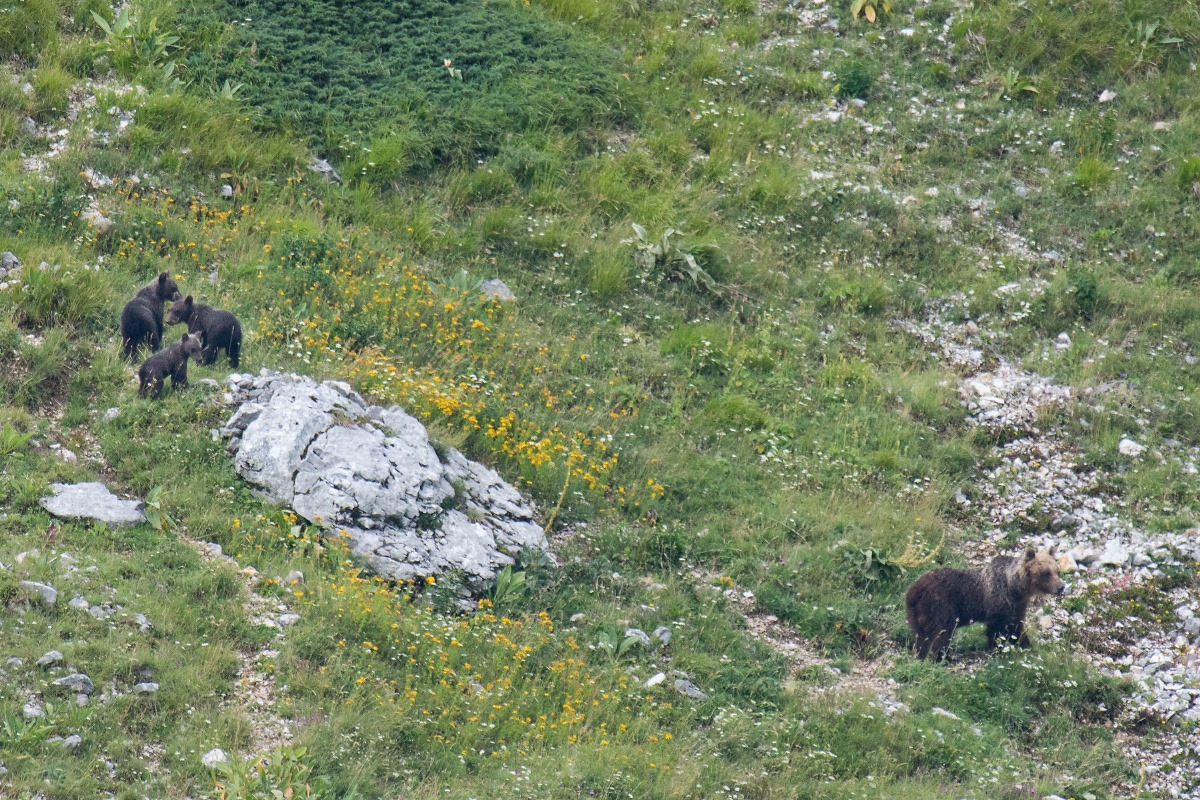 Mamma Orsa E Cuccioli Parco Nazionale Dabruzzo Confinelive