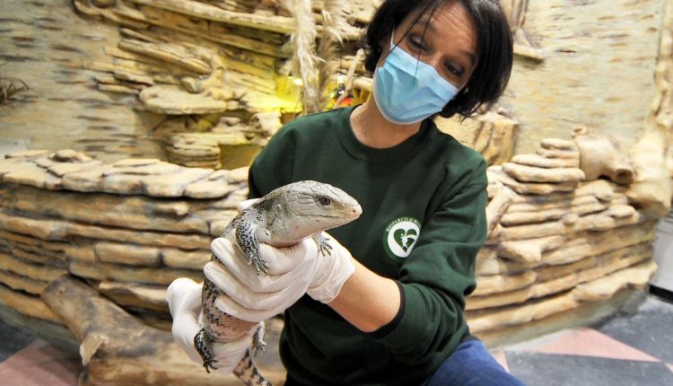 Grande Attesa Al Bioparco Di Roma Per Larrivo Della Befana Confinelive