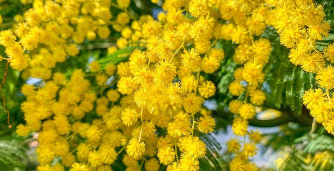 mimosa