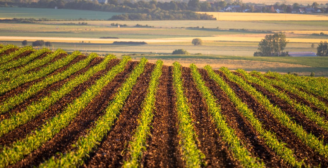 campo-di-grano-confinelive