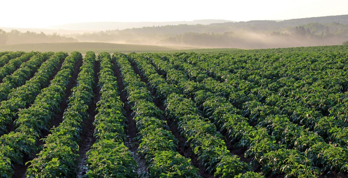 campo di patate