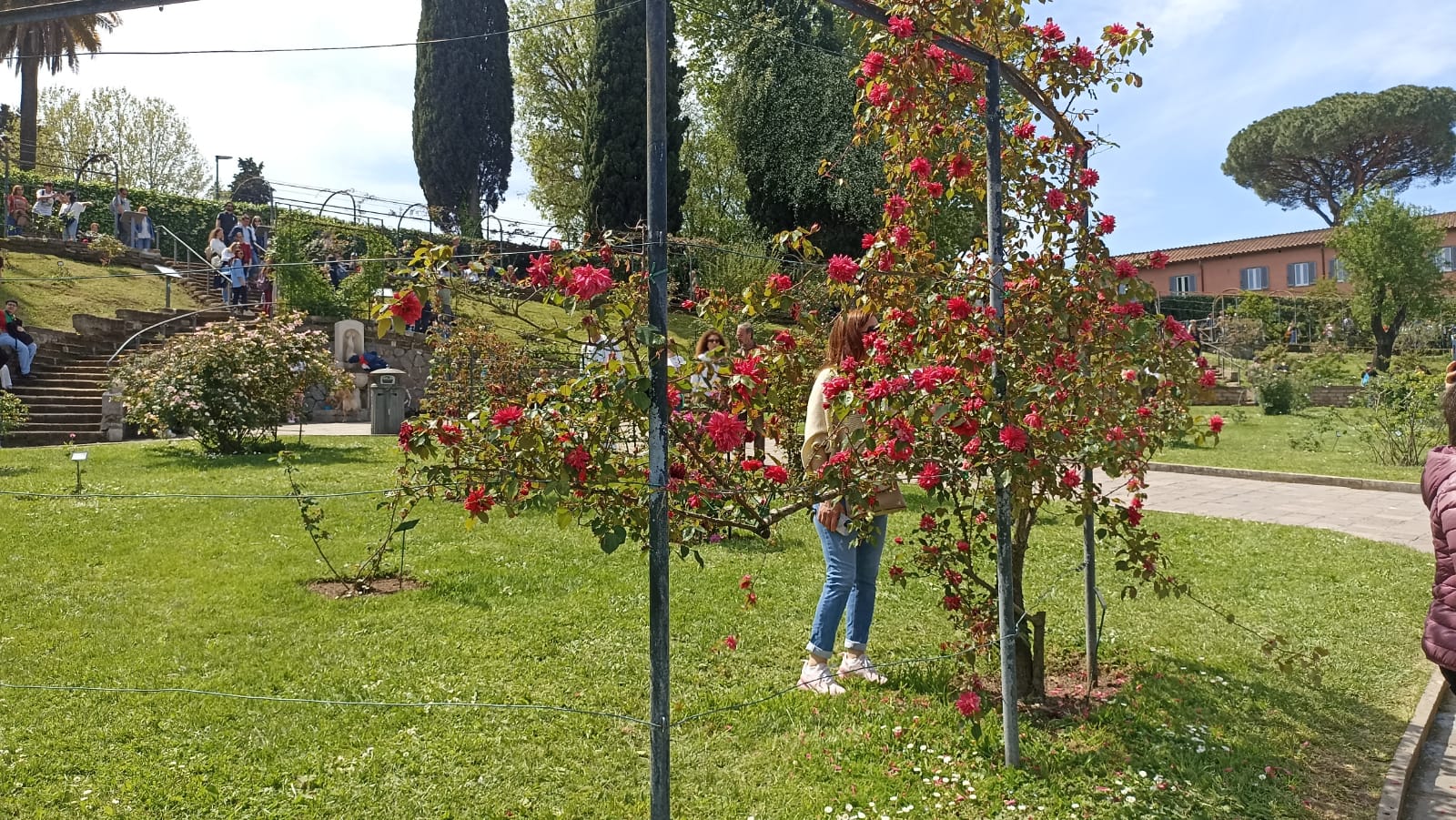 Il Roseto Comunale Di Roma Riapre Al Pubblico Boom Di Presenze